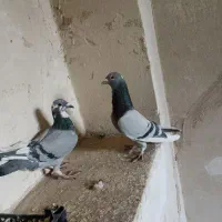 کبوتر پلاکی|پرنده|خمینیشهر, |دیوار