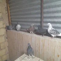 کفتر کل ماستی جفت نر سرخ دم سرور چندتا مقلوف|پرنده|قم, انصارالحسین|دیوار