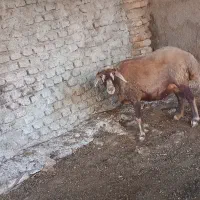 گوسفند ترکمنی و کبود ماده|حیوانات مزرعه|جلین, |دیوار