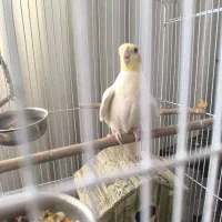 عروس هلندی خوش استایل