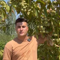 فروش انواع نهال گردوومیوه در غرب نهال مهندس داداشی