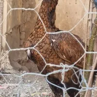 ماکت مرغ و جوجه