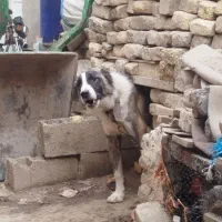 سگ نگهبان