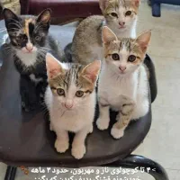 واگذاری
