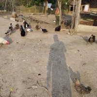 اردک، قوغاز، اردک نما|حیوانات مزرعه|شفت, |دیوار