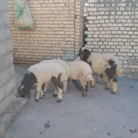 گوسفند وبره بره