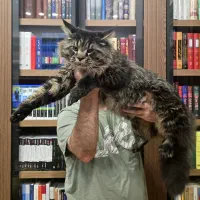 گربه مینکون