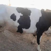 گاو گوساله ماده برای داشت  اول شکم|حیوانات مزرعه|کرمانشاه, |دیوار