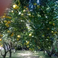 پرتغال و نارنج|خوردنی و آشامیدنی|دابودشت, |دیوار