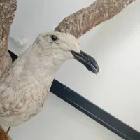 دکوری برا مغازه|مجسمه، تندیس، ماکت|زنجان, |دیوار