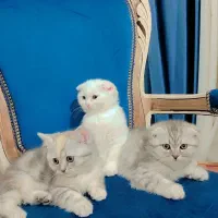 گربه اسکاتیش|گربه|شیراز, قلات|دیوار