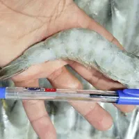 فروش میگوی پرورشی بصورت عمده و خورده