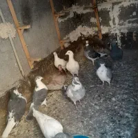 کفتر|پرنده|مشهد, انقلاب|دیوار