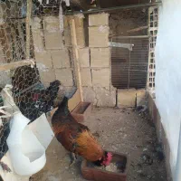 خروس|حیوانات مزرعه|ابریشم, |دیوار