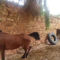 مادیون با کره برگه میکرو چیت دار یه سر|اسب و تجهیزات اسبسواری|شهرکرد, |دیوار