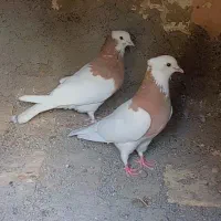 پرنده|پرنده|سبزوار, قصبه شرقی|دیوار