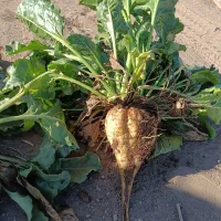 چغندر قند چغندر تنبل|عمدهفروشی|عطاملک, |دیوار