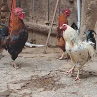 خروس|حیوانات مزرعه|تاکستان, |دیوار