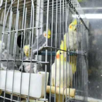 طوطی عروس هلندی|پرنده|شهریار, حصار ساتی|دیوار