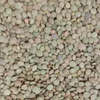 عدس ارگانیک