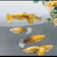 ماهی مولی و گوپی بهترین نژاد و بهترین سایز|ماهی|مشهد, ادیب نیشابوری (شهرک غرب)|دیوار