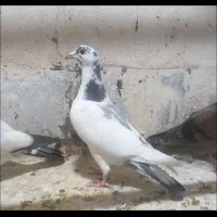 کفتر تو دمدار پس گردنی و شهرستانی|پرنده|شهریار, شهریار|دیوار