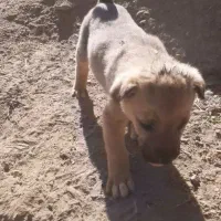 سگ محلی|سگ|ماسوله, |دیوار