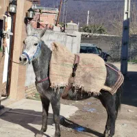 فروش سه رای قاطر