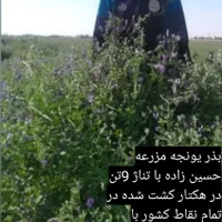 بذر یونجه بذر یونجه پایه بلند با تناژ بالا|عمده‌فروشی|قروه, |دیوار