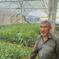 نهال زیتون، اکالیپتوس، انجیر و انار، و خرزهره|خدمات باغبانی و درختکاری|قم, شهرک قدس|دیوار