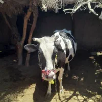 گاو ماده هفت ماه حامله است