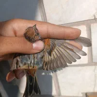 فروش سهره گل بسر نر مست شلاقی|پرنده|اهواز, کوی رمضان|دیوار