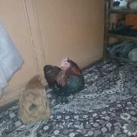 مرغ کوشین|حیوانات مزرعه|بومهن, |دیوار