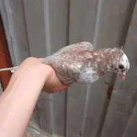 کبوتر شازده و سینه سیاه