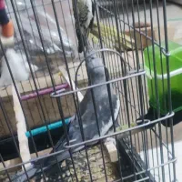 عروس هلندی مولد|پرنده|همدان, |دیوار