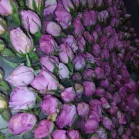 گل محمدی قونچه