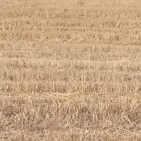 فروش کلش گندم