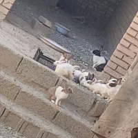خرگوش