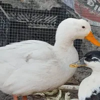 اردک|حیوانات مزرعه|شادگان, |دیوار