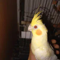 طوطی عروس دستی ماده|پرنده|بابل, |دیوار