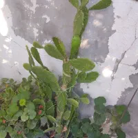 گل کاکتوس