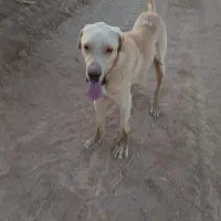 پژدر|سگ|دیواندره, |دیوار