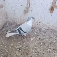 کفتر صید|پرنده|بجنورد, |دیوار