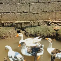 غاز بالغ ۲ ساله