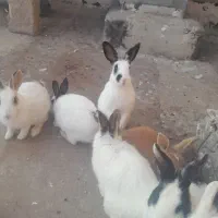 خرگوش خانگی|موش و خرگوش|الوند, |دیوار