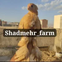 جوجه و تخم نطفه دار برهما نژاد بوف لایت بلک|حیوانات مزرعه|قوچان, |دیوار