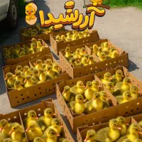 جوجه غاز موجوده هم اکنون