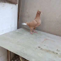 کفتر زردمسفید نر کاکلی