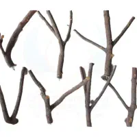 تمامی وسایل پرنده های زینتی|لوازم جانبی حیوانات|بروجرد, |دیوار