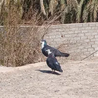 کفتر|پرنده|بم, |دیوار